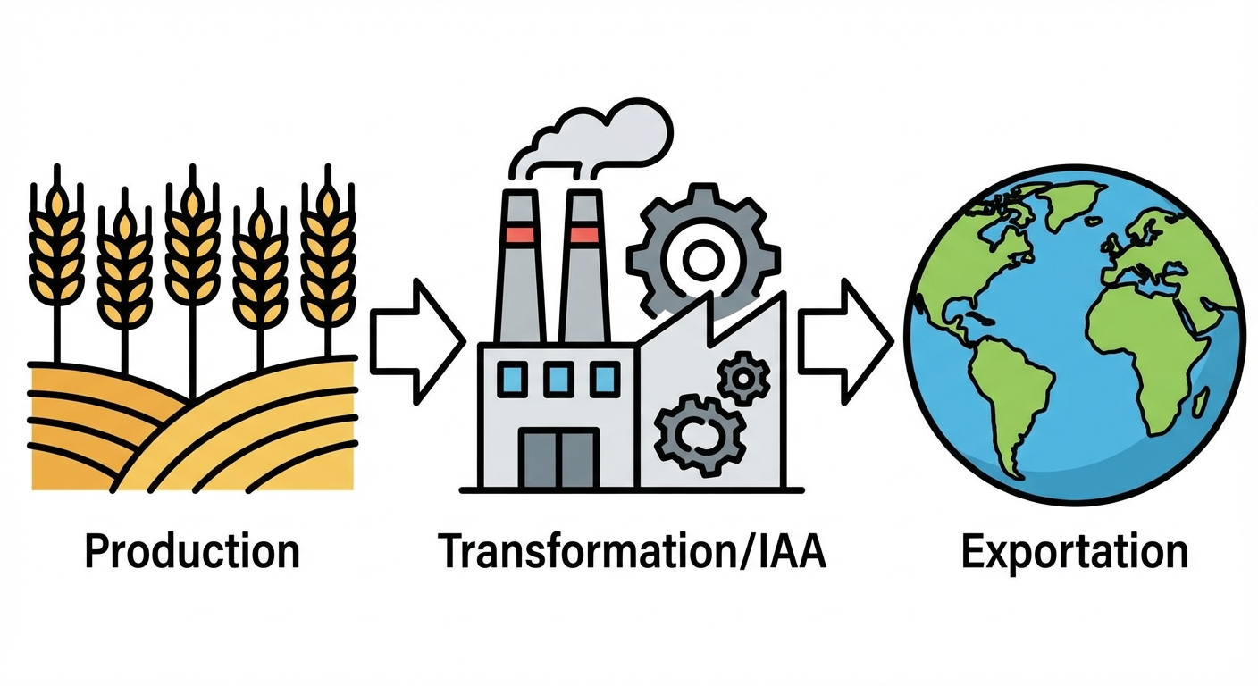 Schéma linéaire simple de gauche à droite. 1. Champ de blé (Production). 2. Usine (Transformation/IAA). 3. Monde/Globe terrestre (Exportation). Flèches reliant les étapes.