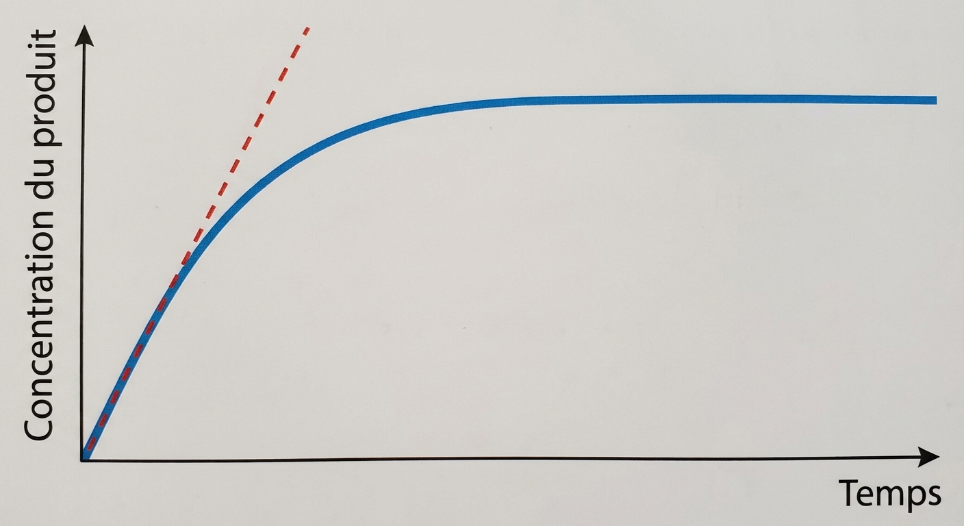 Un graphique avec deux axes. Axe vertical : Concentration du produit. Axe horizontal : Temps. Une courbe bleue part de 0 et monte vite au début, puis ralentit pour devenir horizontale. Une ligne droite rouge en pointillé représente la tangente à l'origine (au tout début de la courbe).